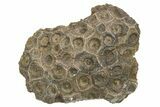 Rough Fossil Coral (Actinocyathus) From Morocco - 3" to 4" - Photo 2